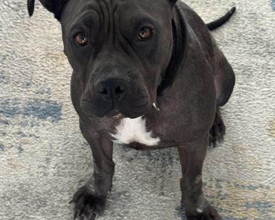 Ivy is a loyal and affectionate dog with a gentle spirit. She is independent and enjoys her alone time, but also loves to cuddle up with her favorite people. Ivy is a beautiful dog with a lovely temperament who is calm and collected. She is very polite and well-mannered and is sure to win over your heart. Ivy is a great dog and will be a wonderful addition to the family!. Characteristics Affect...