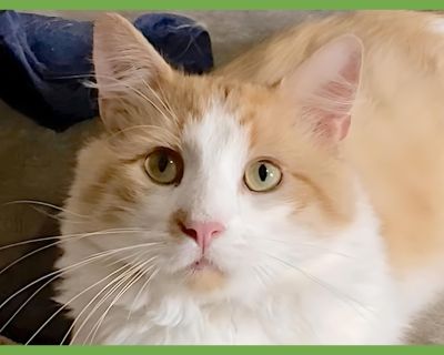 Orange Dream - Domestic Medium Hair Male Cat for Adoption