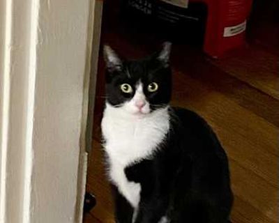 Ruby - American Shorthair Female Cat for Adoption