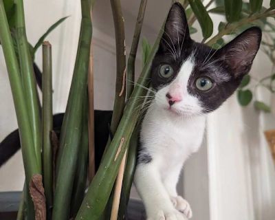 Perseus - Domestic Shorthair Male Kitten for Adoption