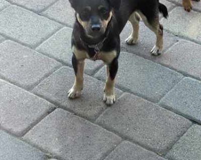 Calab - Mutt Male Puppy for Adoption