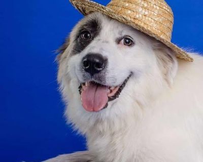 Zoey - Great Pyrenees & Anatolian Shepherd Mix Female Dog for Adoption
