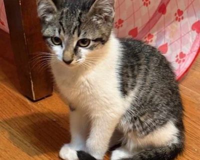 Kanga - Domestic Shorthair Female Kitten for Adoption