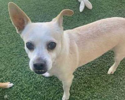 Butch Cassidy - Jack Russell Terrier/Chihuahua Mix Male Dog for Adoption