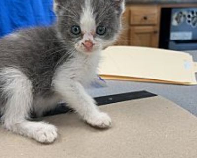 Snoopy - American Shorthair Male Cat for Adoption