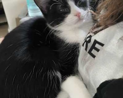 Pony Girl - American Shorthair Female Cat for Adoption