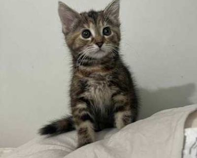 Daisy - Domestic Mediumhair Female Cat for Adoption