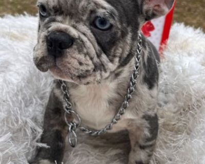 Frenchie puppies for sale 2024 craigslist