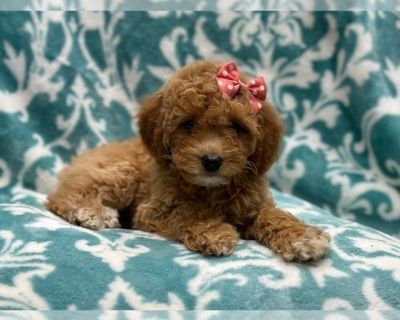 Kitty - Goldendoodle (Miniature) Female Puppy for Sale