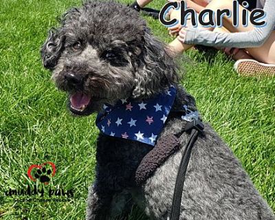 Charlie - Miniature Poodle Male Dog for Adoption