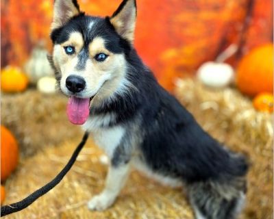 HI! My Name Is Murray Pet ID: #A751517 Intake Date: 10/26/2025 Gender: Male Age: 2 Years Old Breed: Siberian Husky Found At: 1100 Queens Hwy, Long Beach, CA 90802 If you or someone you know can help please contact the shelter at 562.570.3080 or [email protected] Location: Long Beach Animal Care Services Address: 7700 East Spring St. Long Beach, CA 90815 Email: [email protected] Phone: (562) 570...