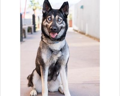 Cassidy - Female Puppy German Shepherd / Siberian Husky for Adoption