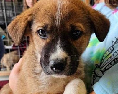 Mocha - Australian Shepherd/Mixed Breed (Large) Mix Male Puppy for Adoption