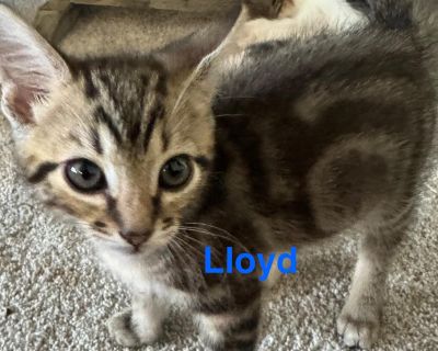 Lloyd - Domestic Short Hair Male Cat for Adoption