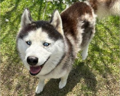 - Male Puppy Alaskan Malamute mix for Adoption