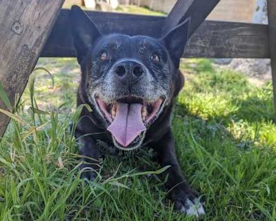 Titus - Australian Kelpie/American Pit Bull Terrier Mix Male Dog for Adoption