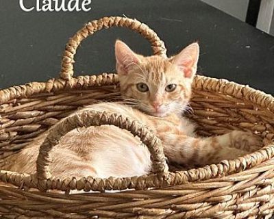 Claude - Domestic Shorthair Male Cat for Adoption