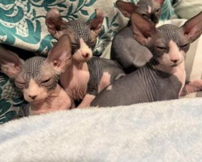 Sphynx Kittens - Persian Male Kitten For Sale