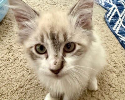 Sibling of MatildaDon't let the name fool you - this handsome boy is as sweet and soft as the flower he's named after! Lavender is a beautiful white kitten with a gentle spirit and a playful heart. He loves chasing toys, batting at feather wands, and showing off his adorable kitten zoomies. When playtime is over, Lavender turns into a total snugglebug. He'll curl up beside you, purring contente...