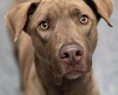 Copper The Cool - Chesapeake Bay Retriever Male Puppy for Adoption