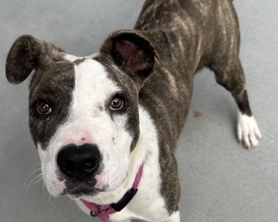 Hi, I'm Morticia! I love playing games and solving puzzles, which shows just how smart I am! I'm also super friendly and adore making new friends. I have lots of energy and curiosity, which makes every day an adventure. I'm quite the comedian too and can always make you laugh with my funny antics. I'd love a home with kids 12 and older where we can play and learn together. Adopting me means end...