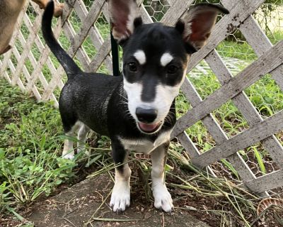 Shelby - Terrier Mix Female Dog for Adoption