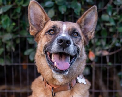 Hello, I am Klaus, a wonderful German shep of 3 years old, I am 45 pounds, slender and very fit, unfortunately I only have 3 legs but that does not bother me at all, I can walk long miles, run and jump. I was in a car accident when I was a puppy but I am very healthy. I love to go for car rides, love meeting new people and dogs. I am very good if left in a playpen and love to sun tan outside. I...