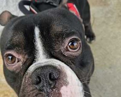 Chongo - American Bulldog Male Dog for Adoption