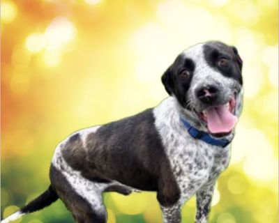 Bluey is one year old and ready for his forever home. He's a great guy . He gets along with kids and other dogs. He'll be a great family pet or companion. Please fill out an application at www.animalsanctuarysociety.org