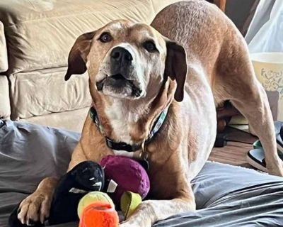 Senior. Tan/yellow/fawn. Vaccinated. You can fill out an adoption application online on our official website. Meet Monty Monty is a gentle 10-year-old boy who s been through more than he deserves. He was found on a lonely road with nothing but a bag of dog food beside him most likely abandoned. Despite his past, Monty still believes in love and second chances. This big sweetheart may have been ...