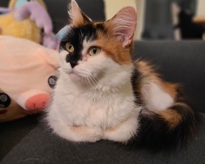 Breed - DLH Calico Spayed Female Weight - Estimated Age - 5 years If you are interested in adopting this cat, please fill out our cat adoption questionnaire at https://www.shelterluv.com/matchme/adopt/HTAR/Cat. For questions, email saufenka@yahoo.com. HOW TO MEET THIS CAT: You can meet this cat in a foster home. LOCATION: Foster home ADOPTION COORDINATOR: Shana, saufenka@yahoo.com ADOPTION FEE:...