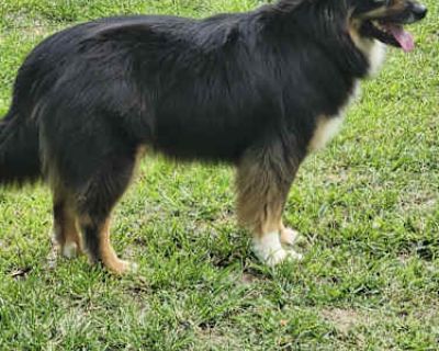 Jules - Australian Shepherd Female Puppy for Adoption