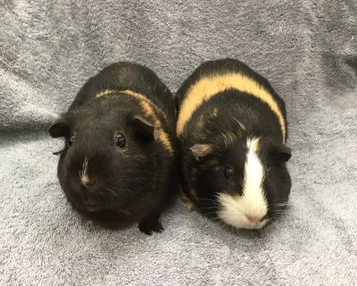 Cargo ( Bonded to Galaxy) - Guinea Pig Female for Adoption