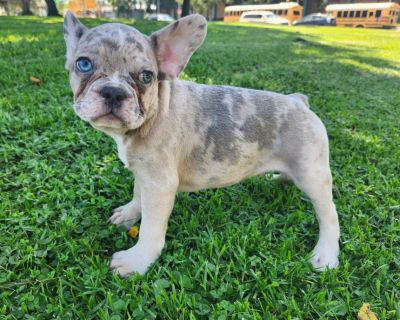 French bulldogs