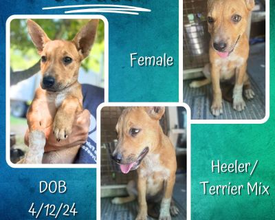 Cheddar - Australian Cattle Dog / Blue Heeler & Terrier Mix Female Puppy for Adoption