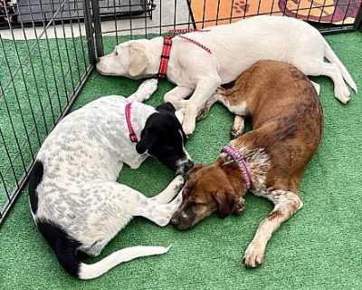 Casper - English (Redtick) Coonhound/Labrador Retriever Mix Female Puppy for Adoption