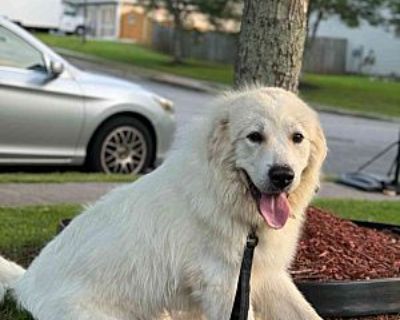 Bella - Great Pyrenees Female Puppy for Adoption