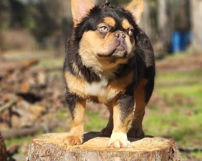 1 Male and 3 Female French Bulldog Puppies for Sale