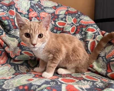 Buffy Kitten - Domestic Shorthair Female Cat for Adoption