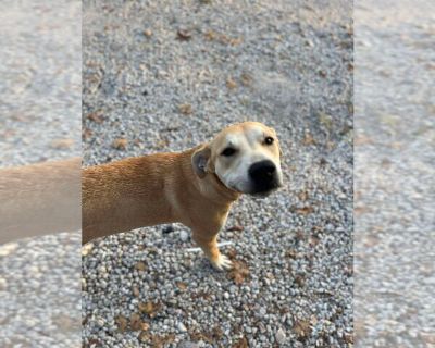 Ava - Labrador Retriever Mix Female Adult Dog for Adoption