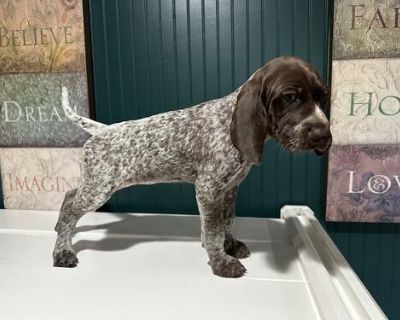 German Shorthair Pointer puppy for sale! AKC, up to date with shots, pedigree. Great hunting partner and family dog. Ready to join your adventure!