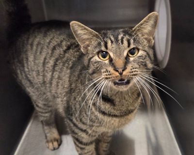 True - Domestic Short Hair Mix Female Cat for Adoption