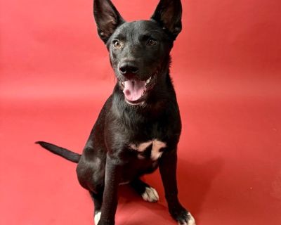 Fidget - Pit Bull Terrier Mix Female Dog for Adoption