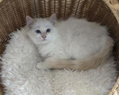 Purebred Ragdoll Kitten Flame Point - Ragdoll Male Kitten For Sale