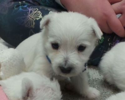 West highland terrier 2024 for sale craigslist