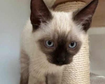 Child. Cream or ivory (mostly). Hair: short. Hi, I m Guppy. My two siblings and I were rescued from a schoolyard when we were about five weeks old. We came to SBACC, then went to a foster home with another kitten who was found alone and about our age. I started as a shy kitten, but I ve become much braver lately. I m gentle and affectionate, and I love to cuddle up with my foster parents, sibli...