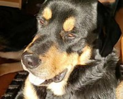 Hades - Rottweiler Male Dog for Adoption