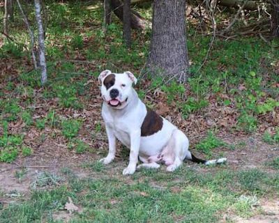 Whitaker Allen - American Bulldog/Bull Terrier Mix Male Dog for Adoption