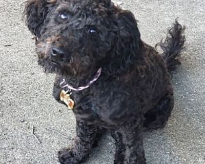 Cleo (Mini Labradoodle Puppy) - Poodle (Miniature)/Labrador Retriever Mix Female Dog for Adoption