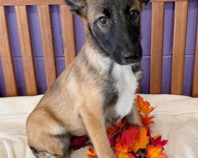 Please go to our website, http://www.hoovershausealldogrescue.com/ to complete the adoption application. MUST BE 24 YEARS TO ADOPT!! Once your application is approved, the WI manager will call you to discuss adoption, answer questions and set up a private meet and greet if you are interested. This process can take up to 7 days. WE DO WEEKLY APPOINTMENTS FOR ADOPTIONS AFTER APPLICATION APPROVAL!...